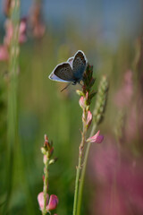 Common blue butterfly in the wild closed wings