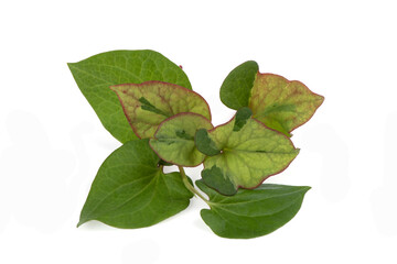 Houttuynia cordata or Plu Kaow branch green leaves isolated on white background.