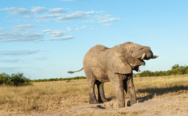 Fototapeta na wymiar Elephants at rest