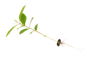 Jambolan plum tree isolated on white background.