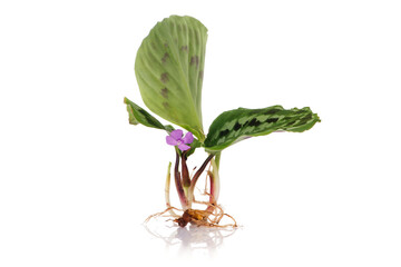 Obraz premium Calathea picturata flower and tree isolated on white background.