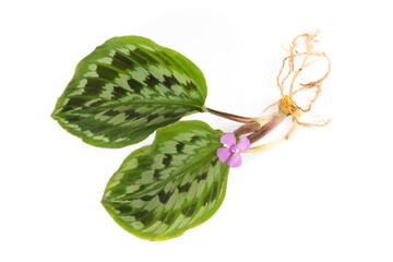 Calathea picturata flower and tree  isolated on white background.