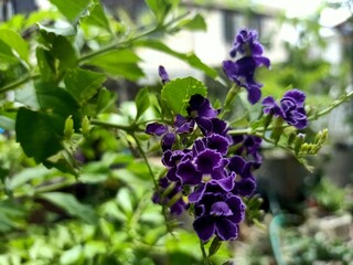 flowers in the garden