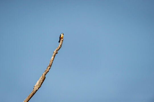 Collared falconet or Microhierax caerulescens during safari at dhikala zone of im corbett national park or tiger reserve india