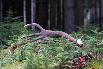 Deer antlers (Cervus elaphus) on the ground . Animals remain in spring