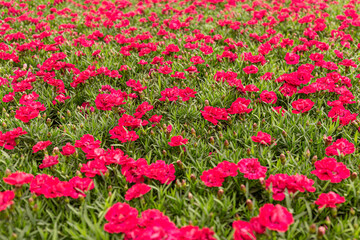 Dianthus flower blooming in garden