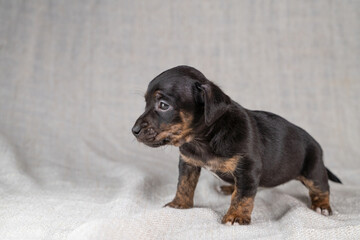 Brown with black Jack Russell Terrier dog puppy. Is looking curiously, seen from the side. Cream colored background