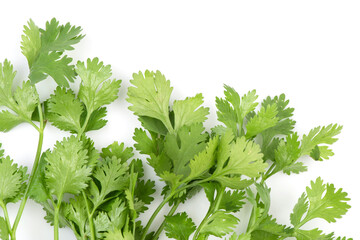 Coriander branch and green leaves isolated on white background.top view,flat lay.