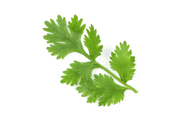 Coriander branch and green leaves isolated on white background.top view,flat lay.