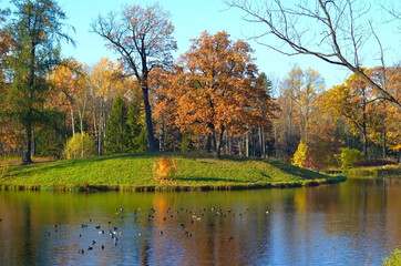 Fototapeta na wymiar Golden fall in Alexander park, Pushkin (Tsarskoe Selo), Saint Petersburg, Russia