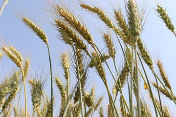 ripe wheat closeup on firm