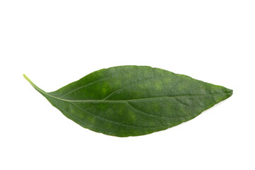 Kariyat or Andrographis paniculata, green leaves isolated on white background.