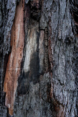 Old Wood Tree Texture Background Pattern