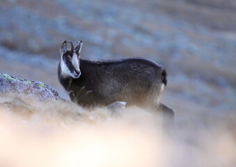 Young chamois( Rupicapra rupicapra) in high in the rocky mountains. In heavy sloping terrain he is hungry for food