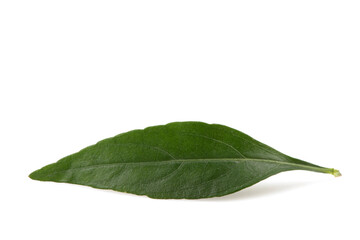 Kariyat or Andrographis paniculata, green leaves isolated on white background.