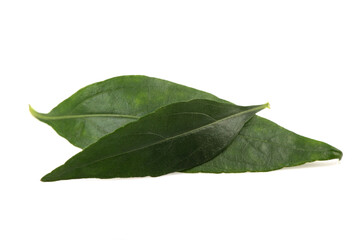 Kariyat or Andrographis paniculata, green leaves isolated on white background.