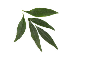 Kariyat or Andrographis paniculata, green leaves isolated on white background.top view,flat lay.