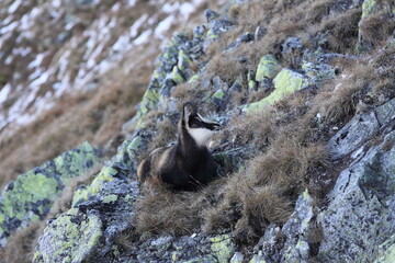 Young chamois( Rupicapra rupicapra) in high in the rocky mountains. In heavy sloping terrain he is hungry for food