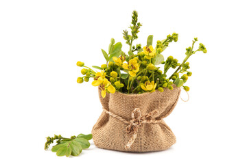 Siamese senna branch green leaves and flowers isolated on white background.