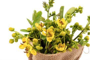 Siamese senna branch green leaves and flowers isolated on white background.