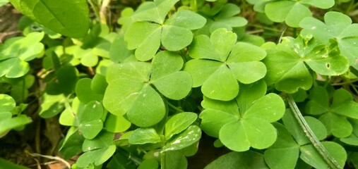 green leaves plant grass  background