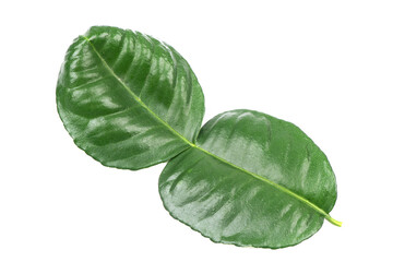 Citrus hystrix or kaffir lime green leaf isolated on white background.