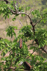 Fruit of the Sindora siamensis Miq.