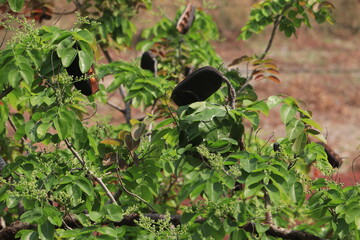 Fruit of the Sindora siamensis Miq.