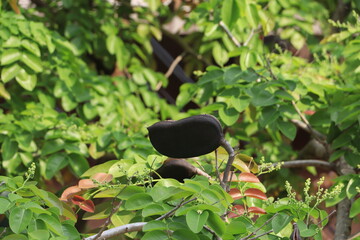 Fruit of the Sindora siamensis Miq.