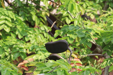 Fruit of the Sindora siamensis Miq.