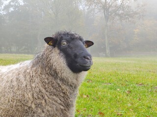 White sheep in a green field on a foggy day