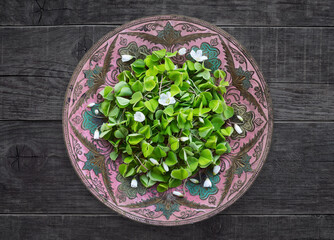 White wood sorrel. Oxalis in a old metal vase on a wooden table. Wood sorrel with white flowers edible plant from the forest, a sour taste. Edible spring plant, Oxalidaceae Family