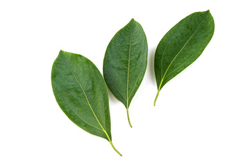 Camphor green leaves isolated on white background.