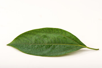 Camphor green leaf isolated on white background.