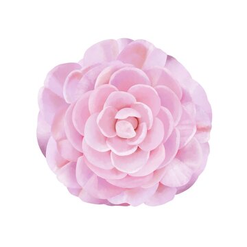 93 最適な 椿の生垣 画像 ストック写真 ベクター Adobe Stock