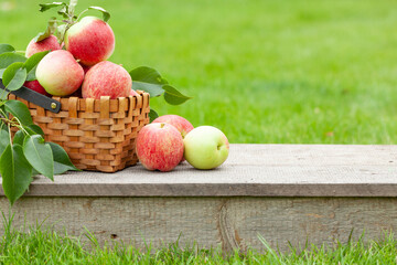 Ripe garden apple fruits in basket