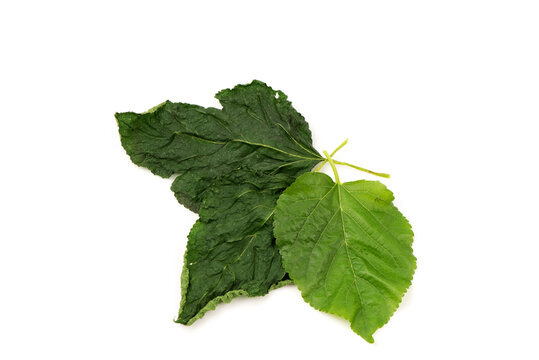 Fresh and dried mulberry leaves isoated on white background.top view, flat lay.