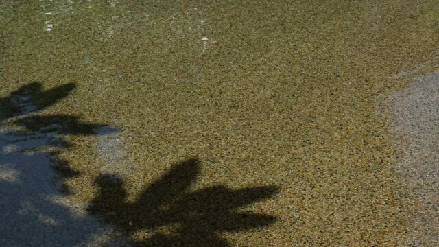 Tropical Tree Shadow Falling On Brown Pebble Dashed Swimming Pool With Rippling Water