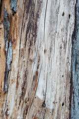 Old Wood Tree Texture Background Pattern