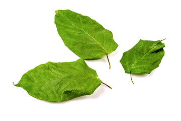 Dried gymnema inodorum leaves isolated on white background.