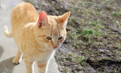 The ginger cat is basking in the rays of the first spring sun.