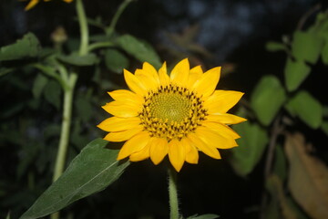 Sun flower