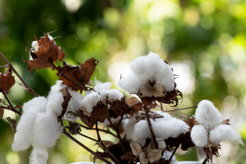 Cotton or gossypium hirsutum on nature background.