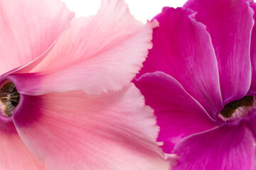 Fototapeta na wymiar pink flower petals as background