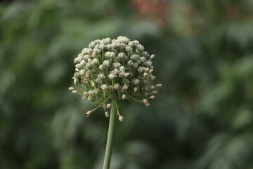A Beautiful Leek Flower in a Garden.
