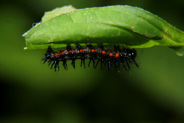 caterpillar on a branch