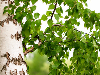 birch tree as a landscape