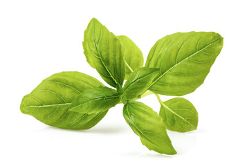 Sweet basil brach green leaves isolated on white background.