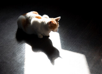 white cat with with reflection of its shadow
