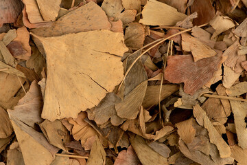 Dried ginkgo biloba leaves isolated on white background.top view ,flat lay.